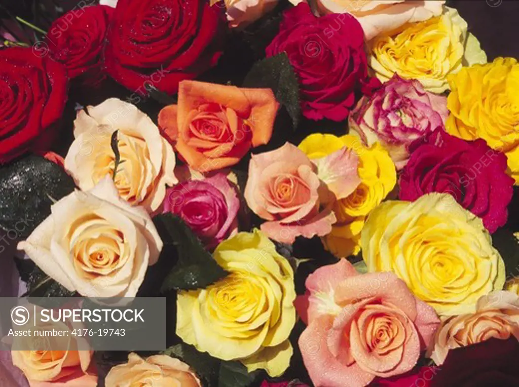 Colourful roses in a closeup shot