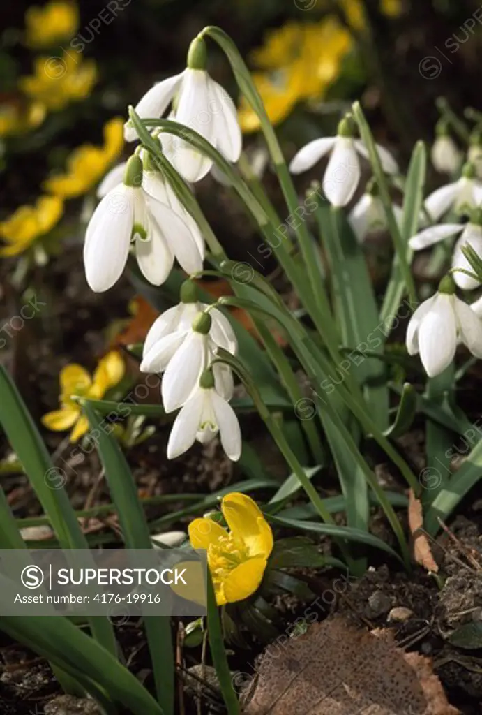 Close up of white snowdrop and winter aconite flowers