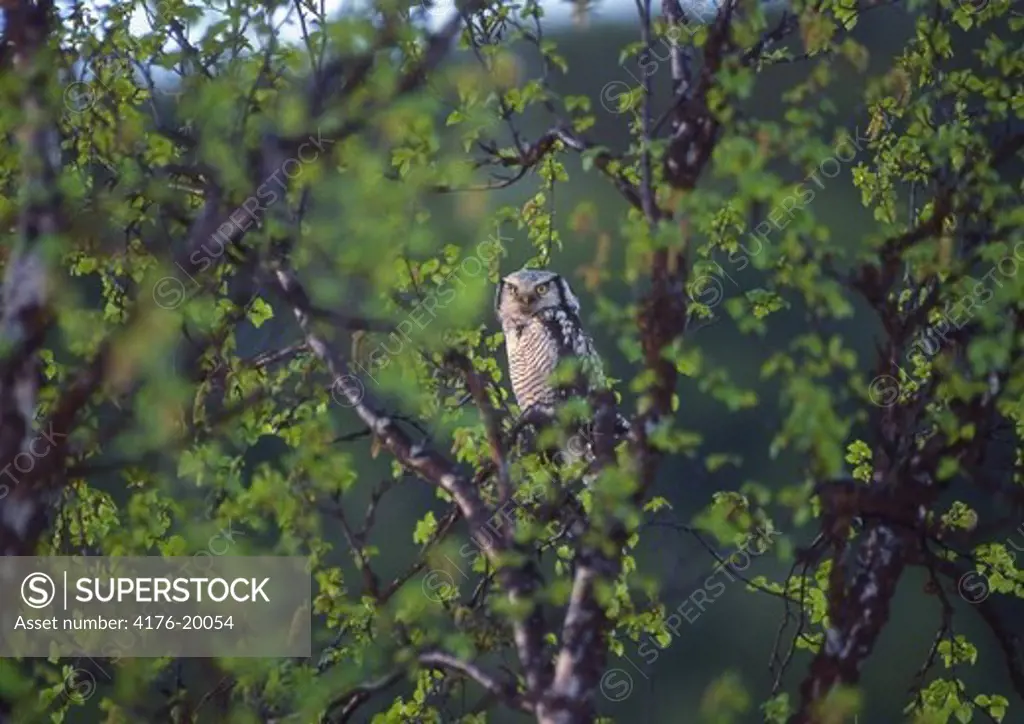 Owl perching on a tree branch