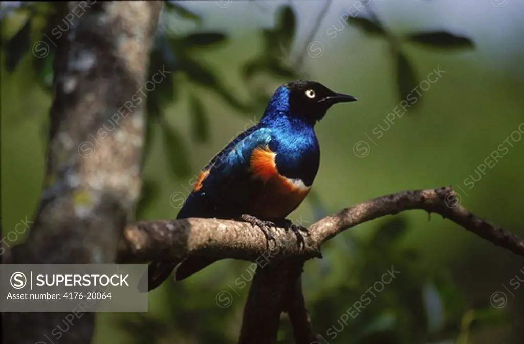 A superb starling perched on the branch