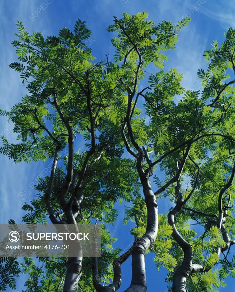 Green leaves on treebranches and blue sky behind. Iceland