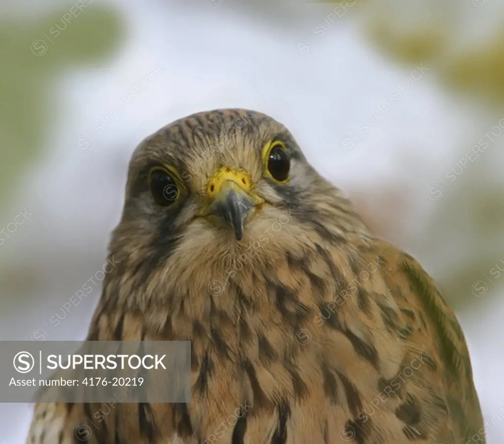 Head shot of a hawk in detail