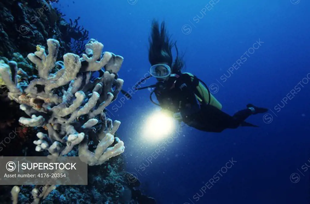 Woman diver by sea anemone with torch light at seabed