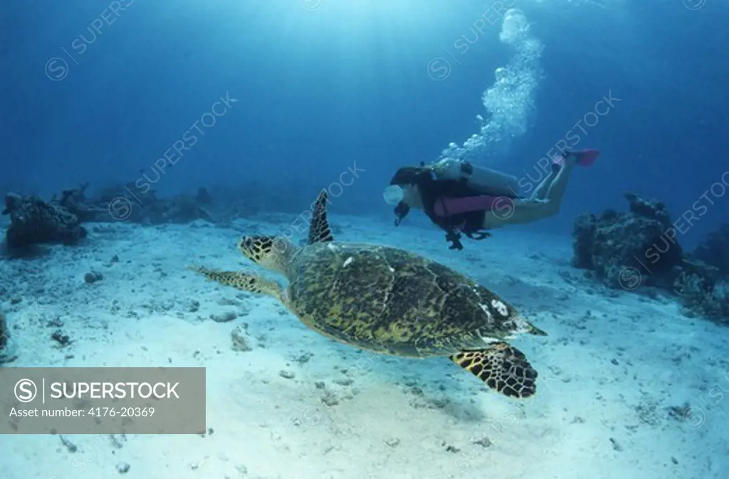 Scuba diver swimming alongside a tortoise