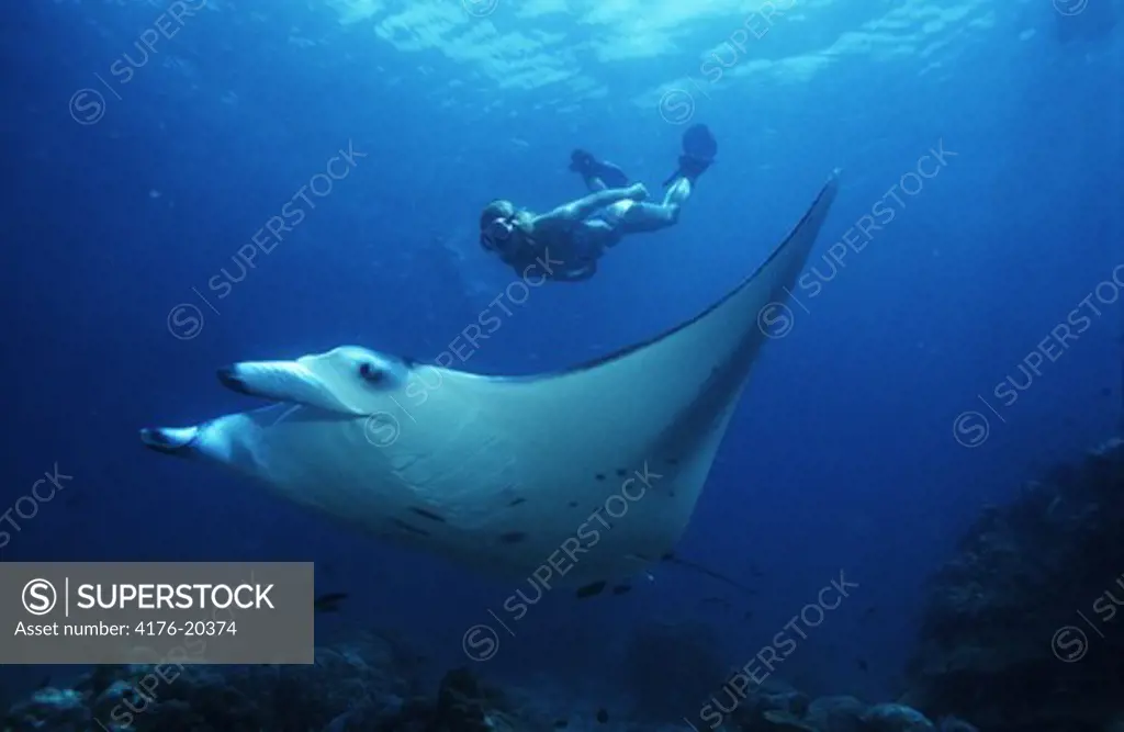 Scuba diver swimming with a fish under the sea