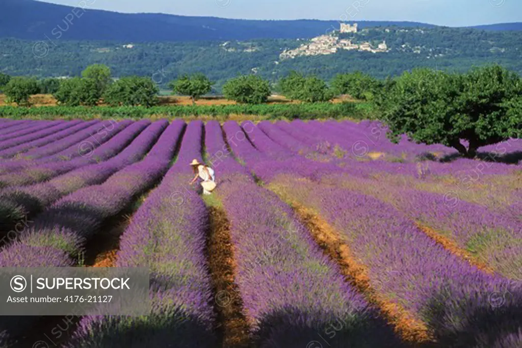 Lady in white dress in field of lavender in Provence