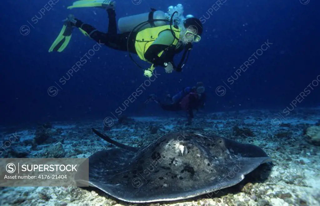 Underwater photography of divers and a sting ray fish on the seabed