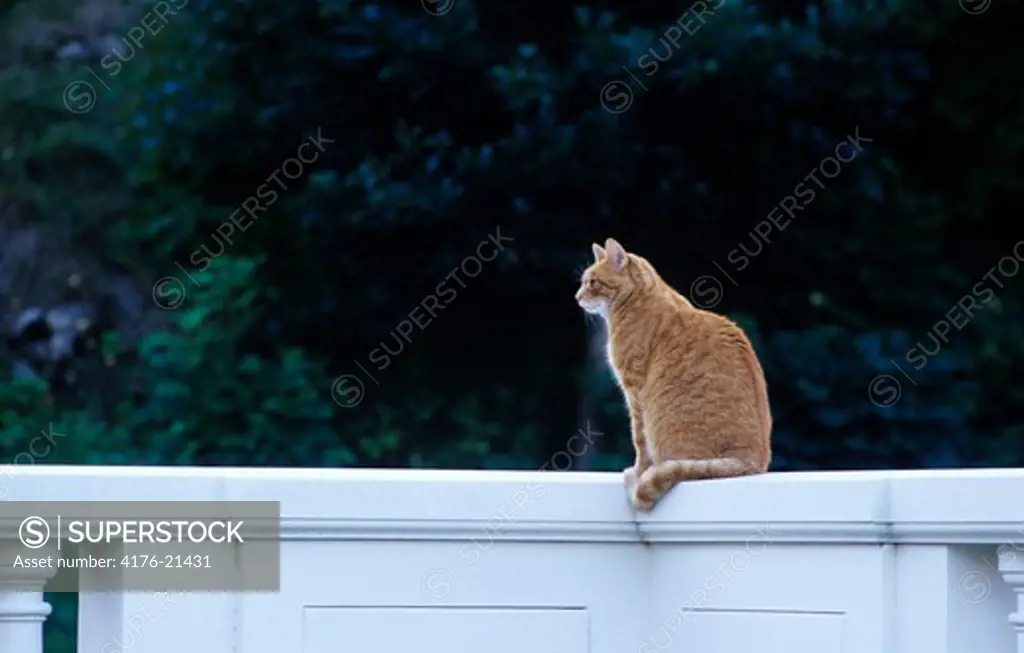 Brown cat perching on a wall