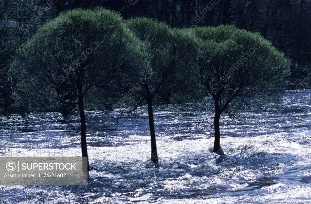 Three trees in the middle of flowing river