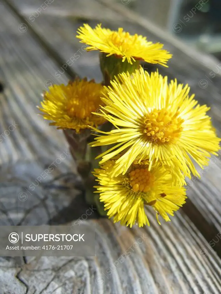 A tussilago growing in a hole on a wooden board