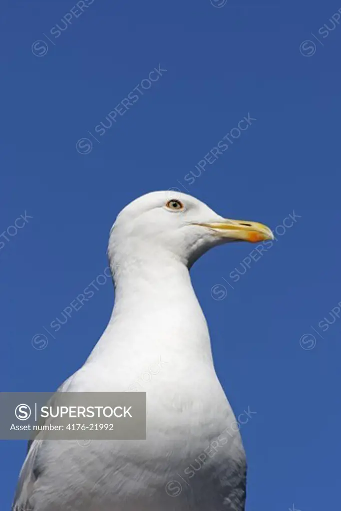 Close-up of seagull against blue sky, Sweden.