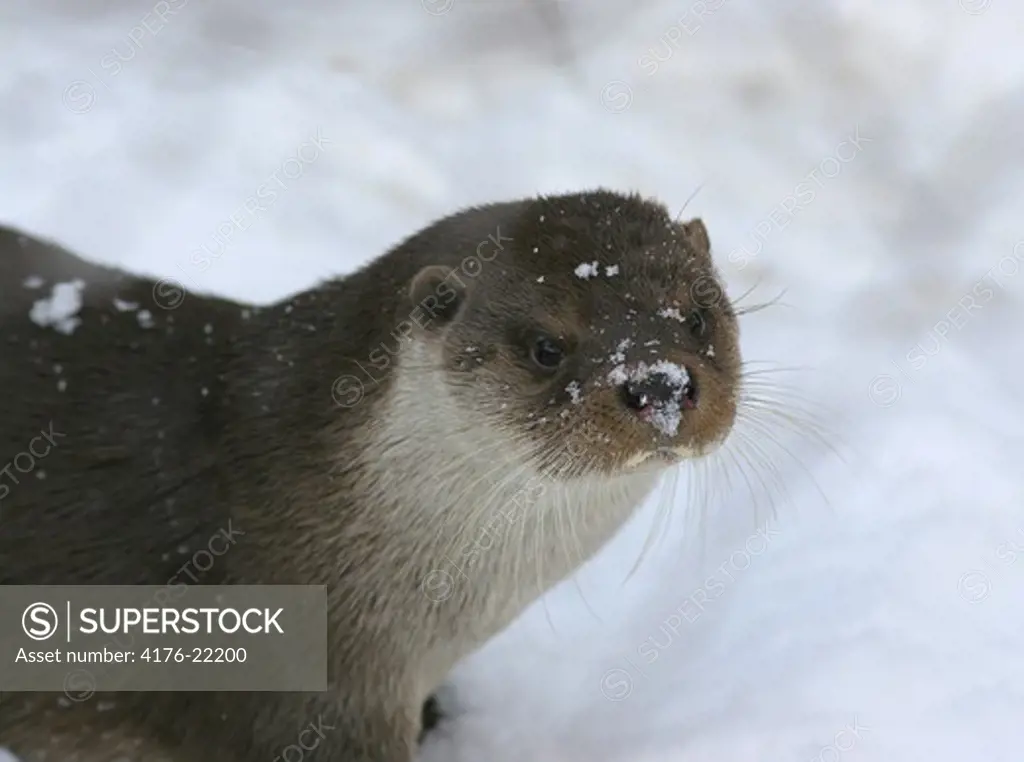 Close-up view of an otter in snow