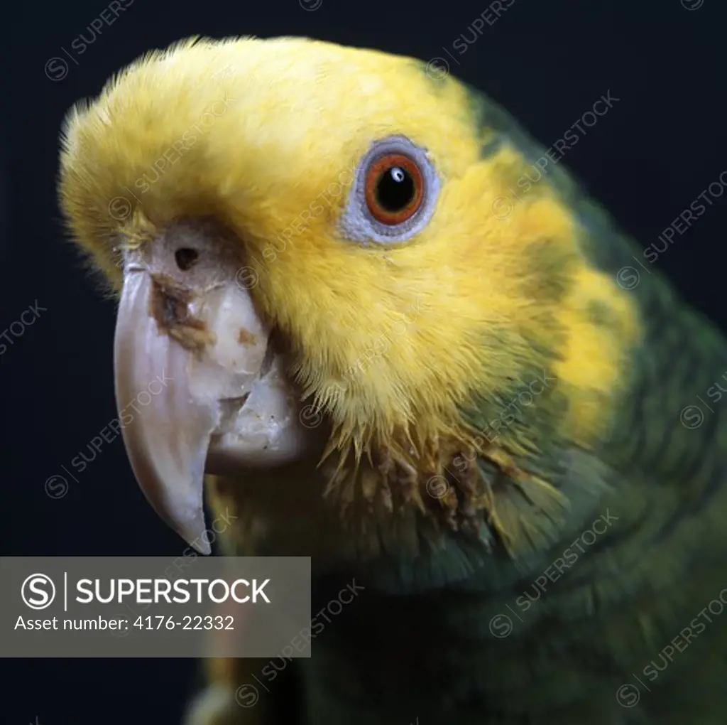 Head shot of a parrot in detail