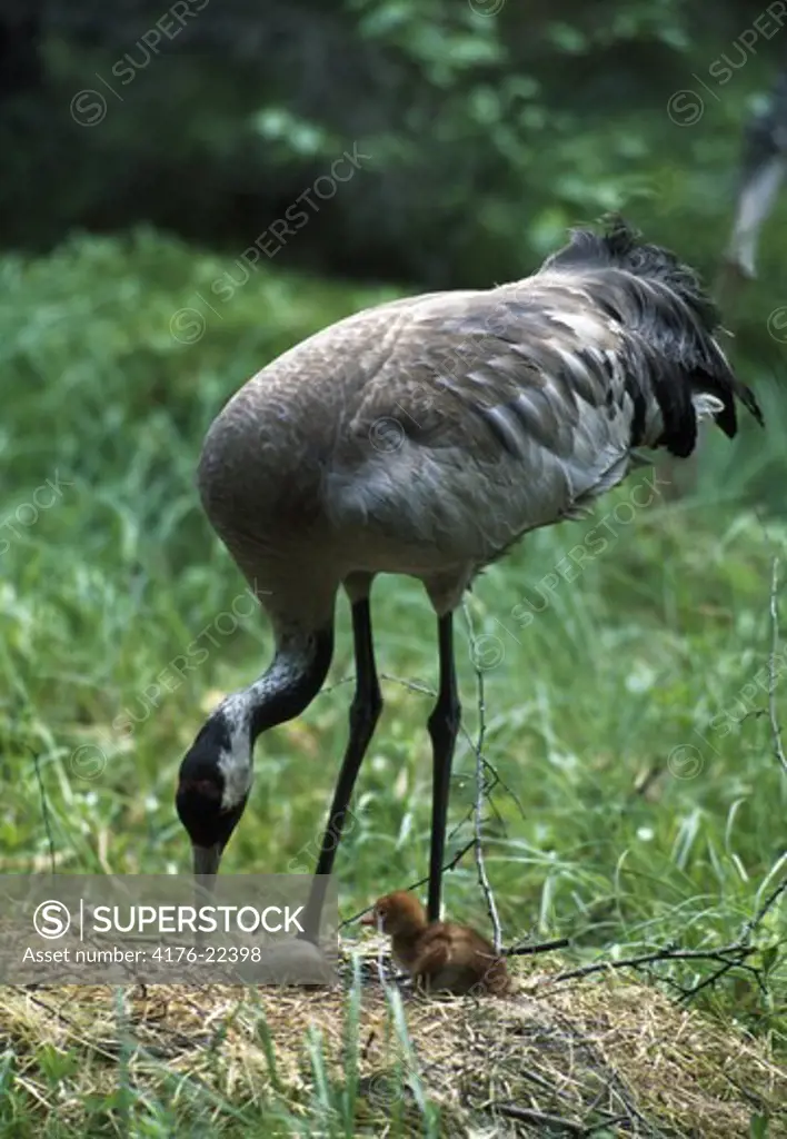 Eurpean crane (Grus grus) feeding her first chicken in the nest in Tiveden, Sweden