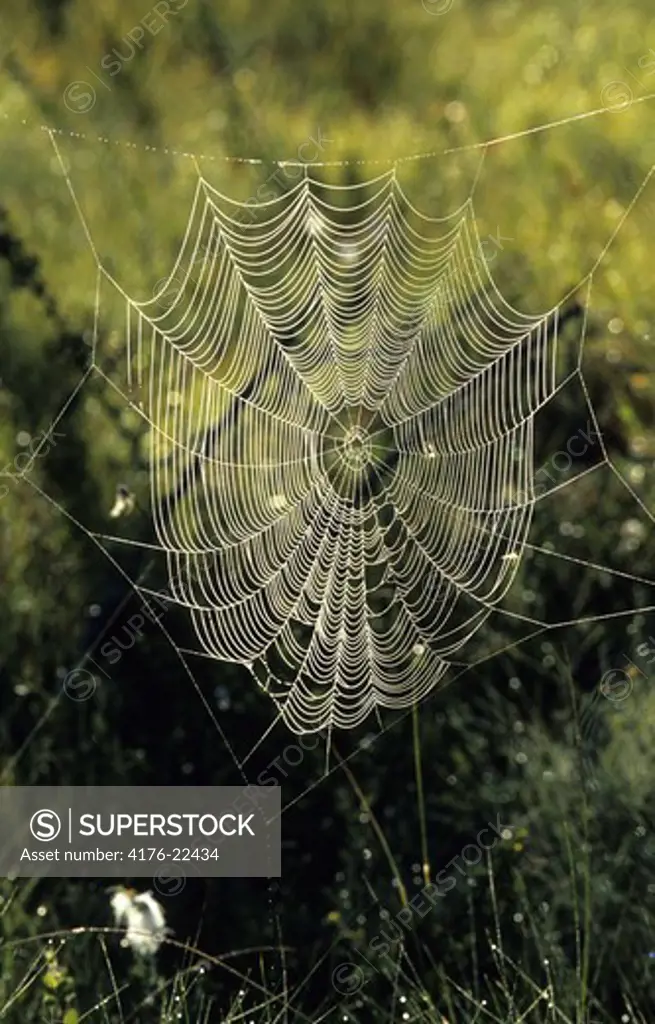 Close up view of cobweb
