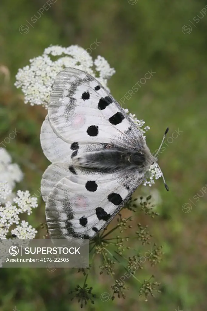 A white butterfly resting on a flower