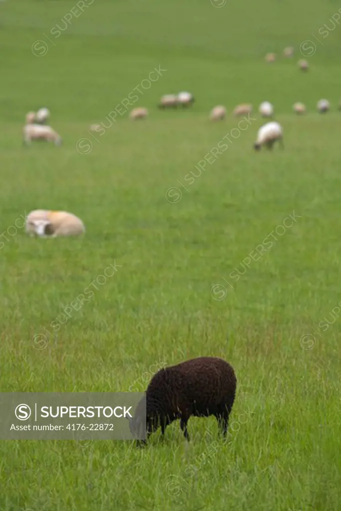 Herd of sheeps grazing in the field