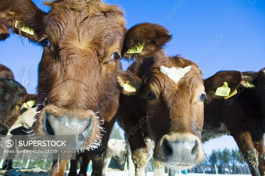 Front view of cows with ear tags