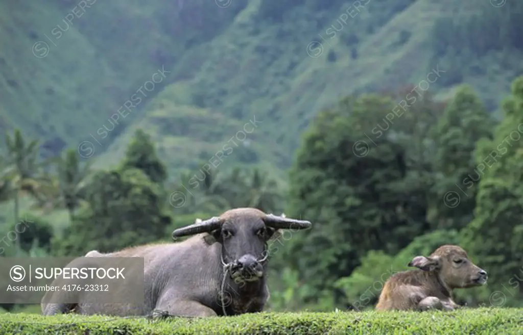 Asian waterbuffalo laying with calf in the field