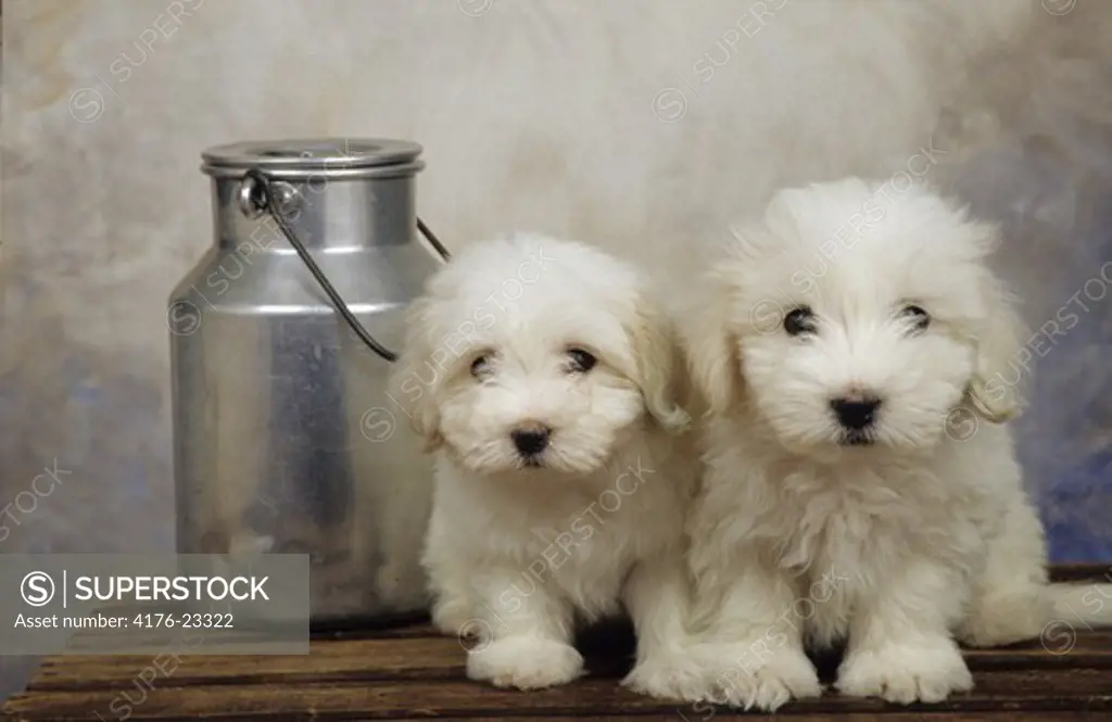 Milk churn with white dogs on a table