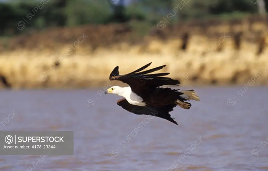 Bird flying over river