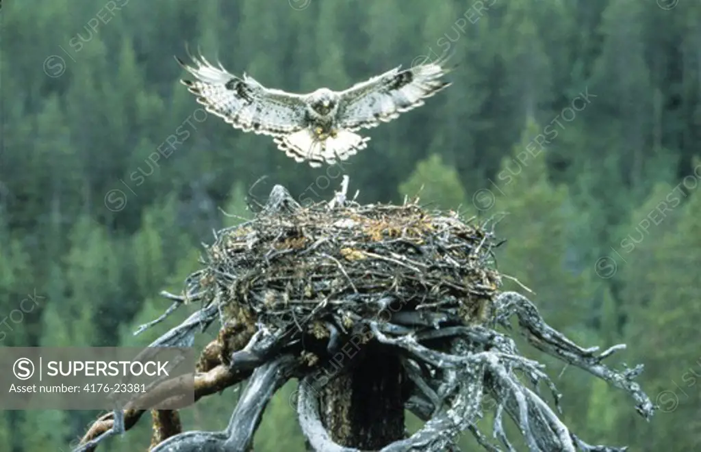 Bird flying over a nest