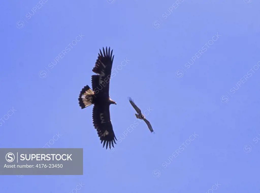 Low angle view of two bird flying against blue sky