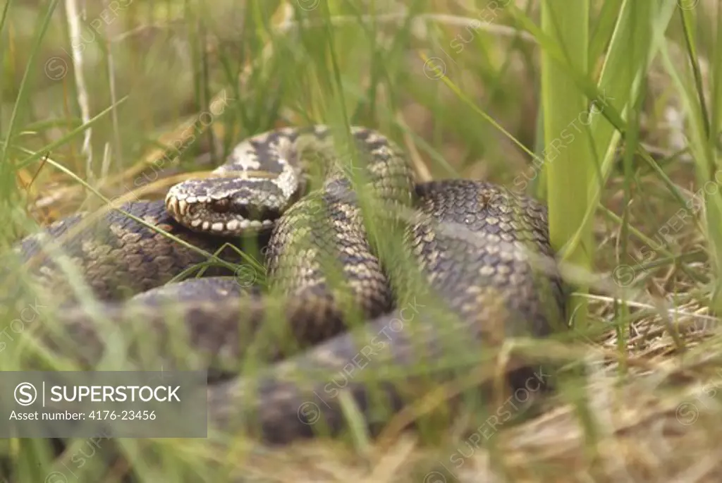 Close-up view of a snake in the grass