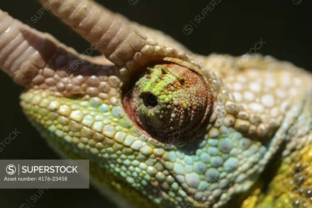 Close-up view of a chameleon's eye