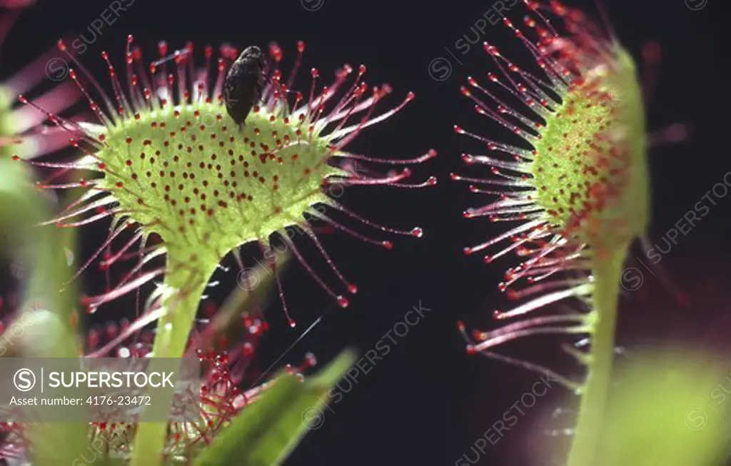 Insect trapped on the sticky leaf of the sundew plant