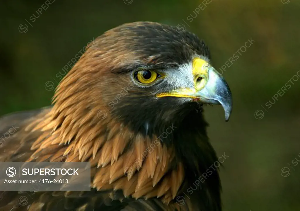 Close-up of a Golden eagle (Aquila chrysaetos)