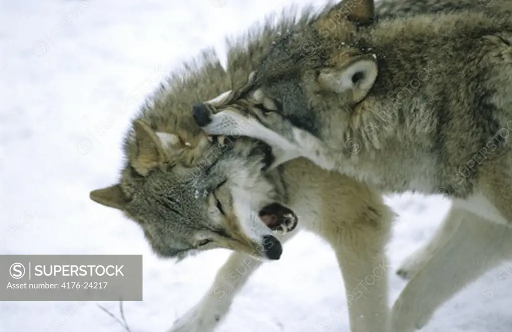 Close-up of two wolves fighting, Sweden.
