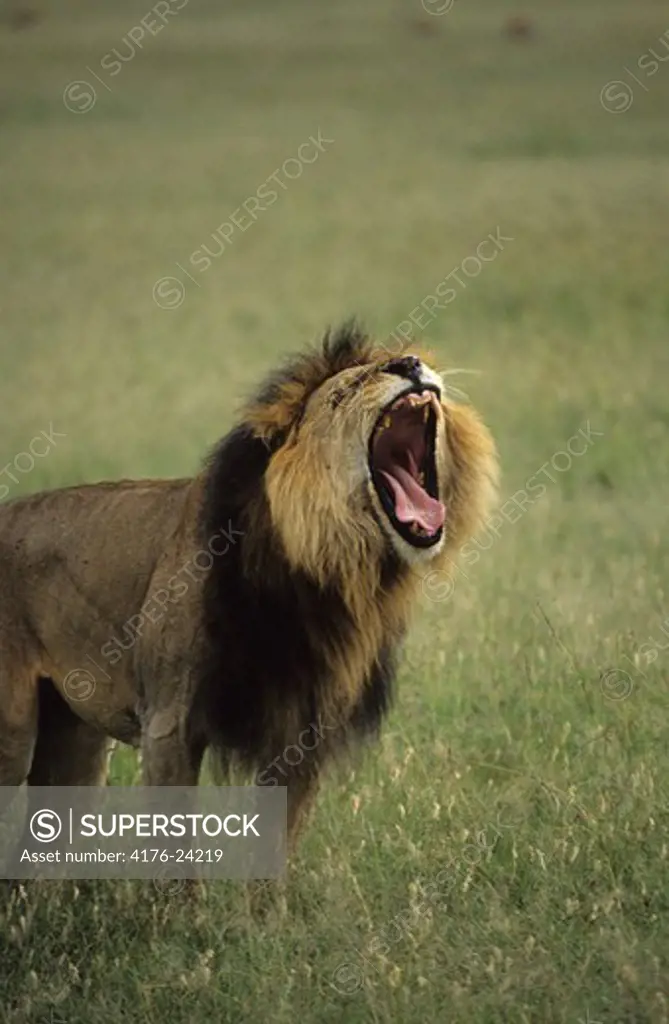 Lion (Panthera leo) yawning in a field