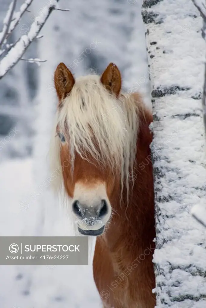 Close-up of an Icelandic horse