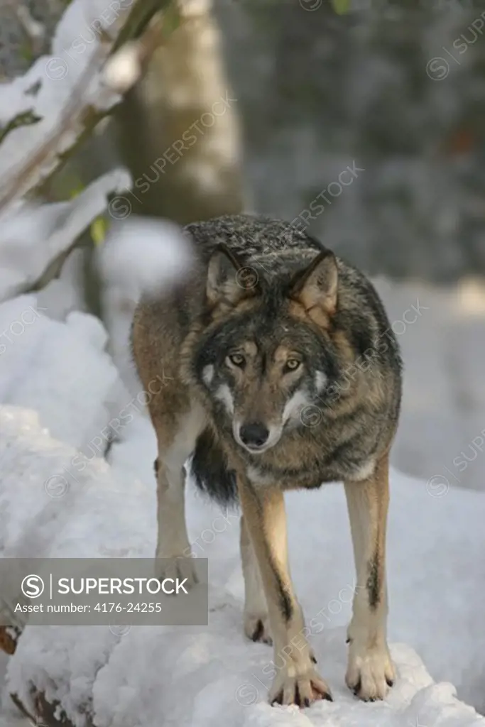 Wolf standing on a snow covered log