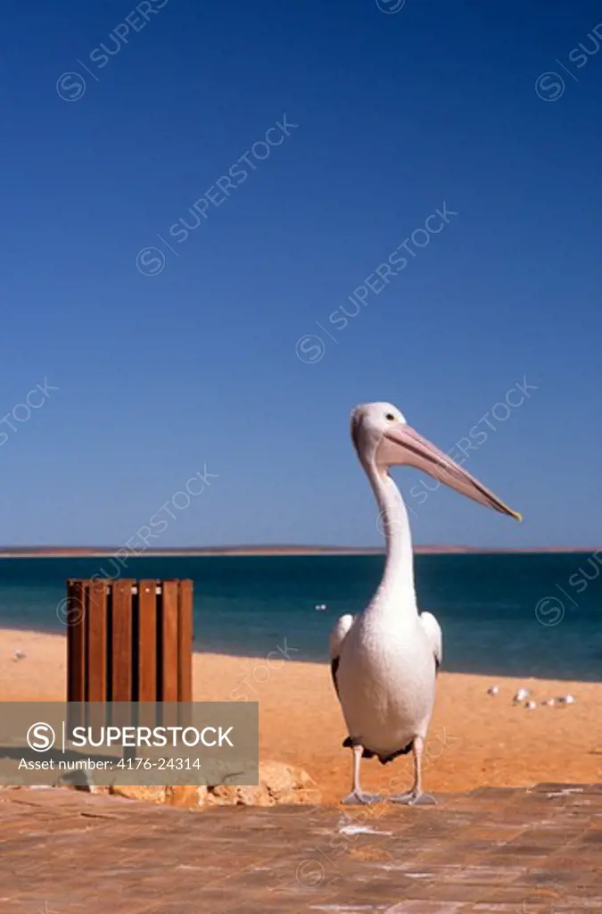 Pelican standing on the beach, Monkey Mia, Shark Bay, Western Australia, Australia