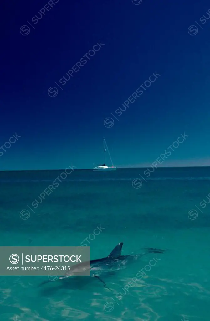 Dolphin swimming in the sea with a sailboat in the background, Monkey Mia, Western Australia, Australia