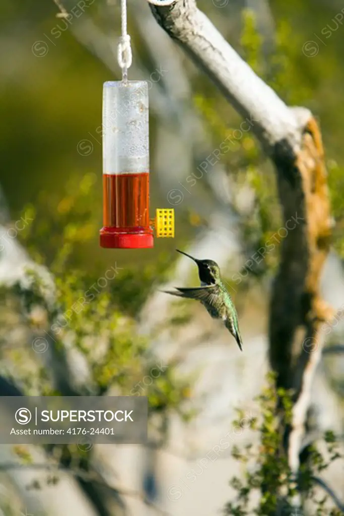Hummingbird hovering next to a bird feeder, California, USA