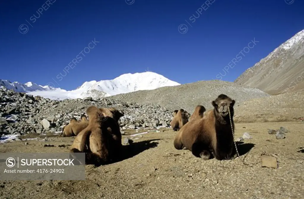 Camels resting. Altai mountains. Mongolia.