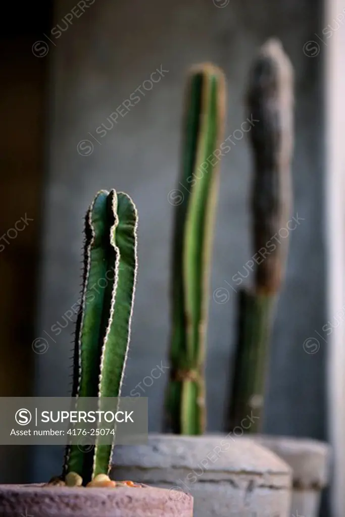 Close-up of cactus plants in a row