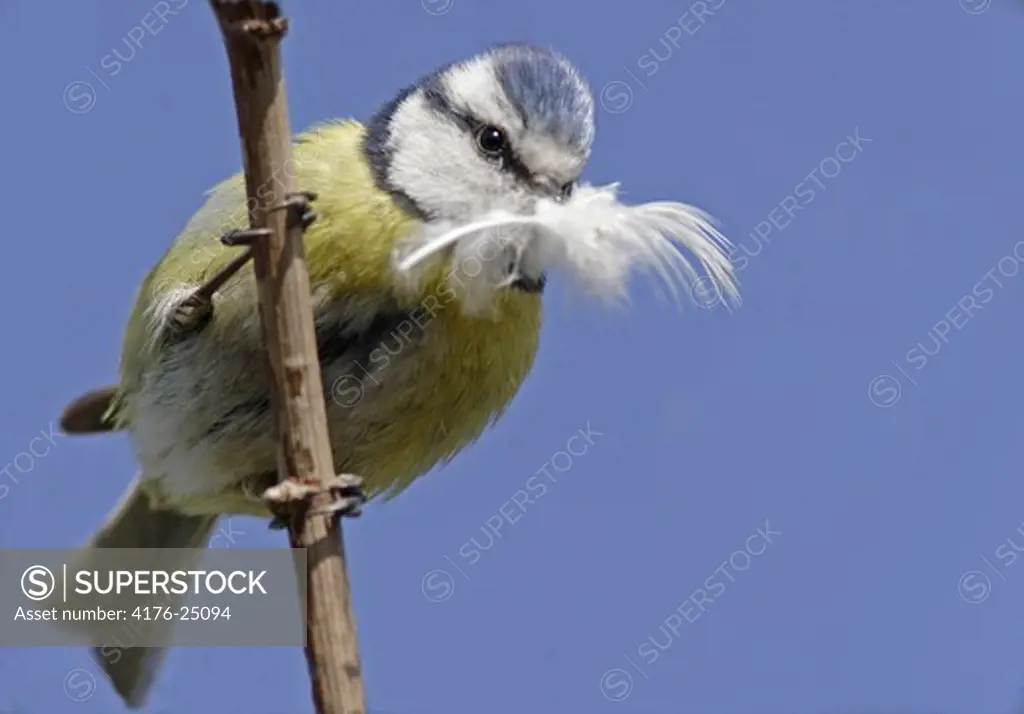 Low angle view of great tit bird with a feather in beak