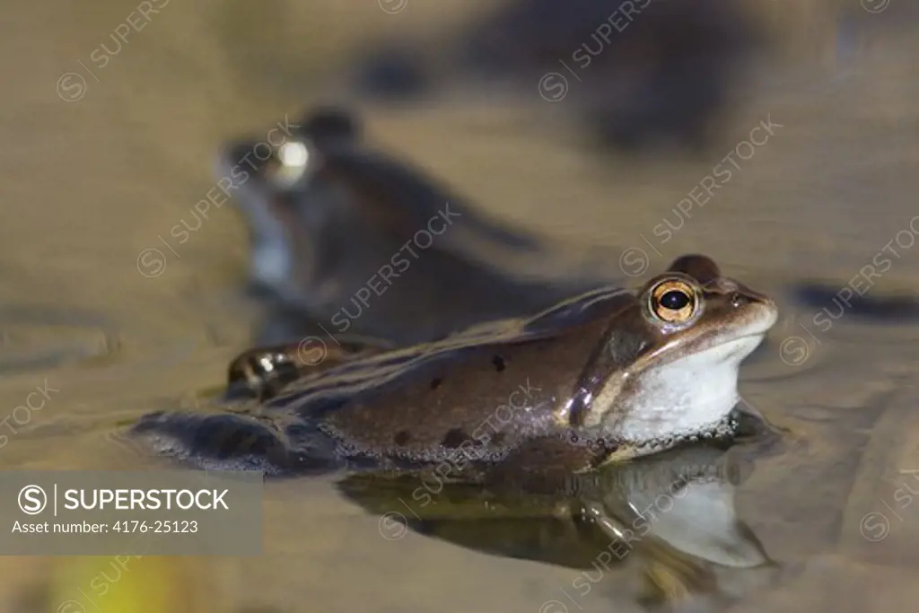 Close-up view of two frogs swimming in water