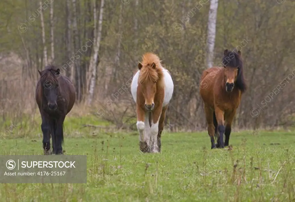 Front view of three horses walking in field