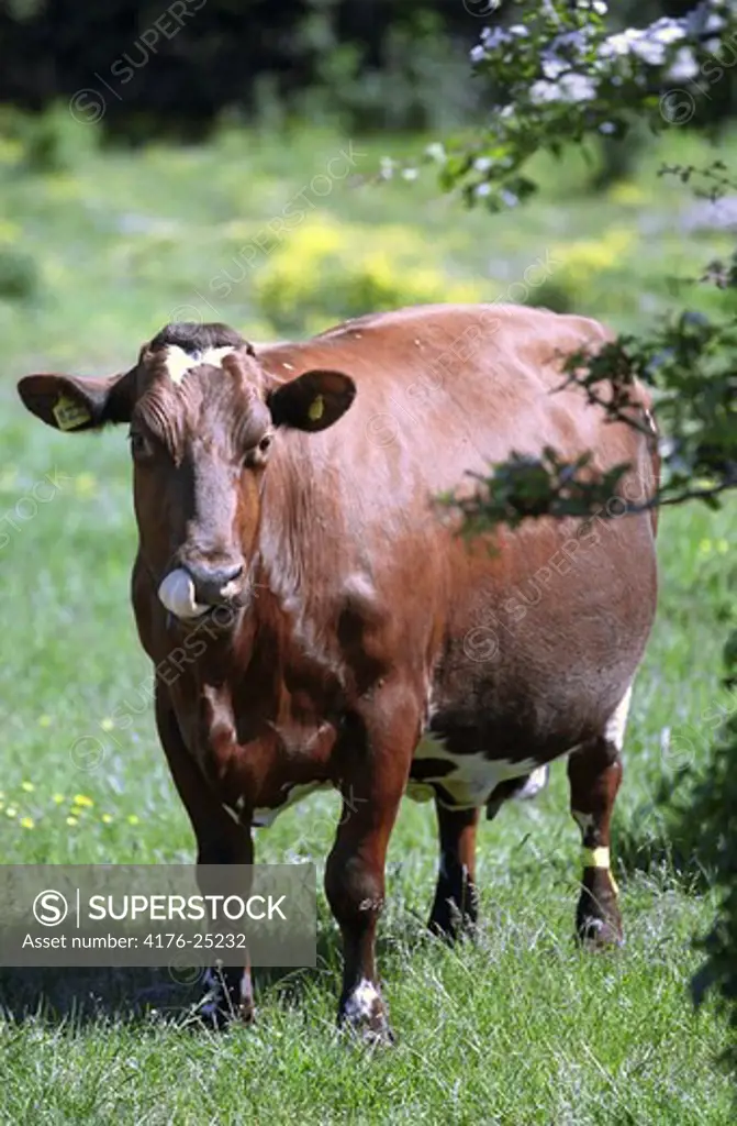 A cow licks her mouth, Oland (oland), Sweden.
