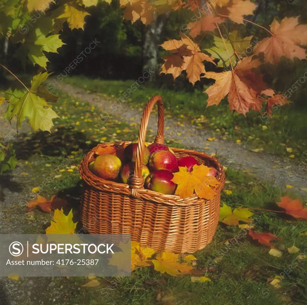 Apples in basket with fallen autumn leaves