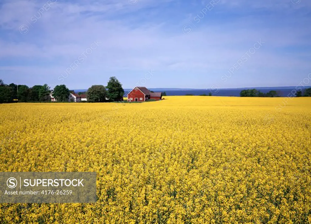Sweden, Skane - Panoramic view of a mustard field