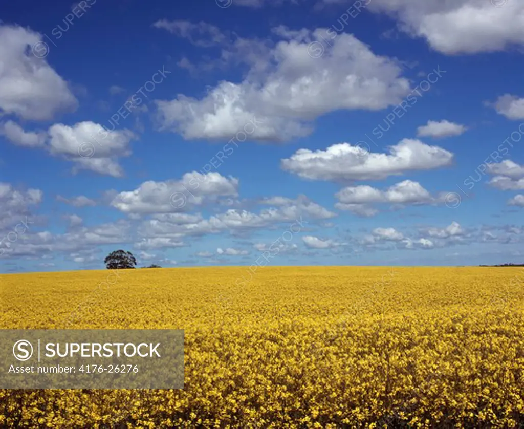 Sweden, Skane - Clouds over an oilseed rape field