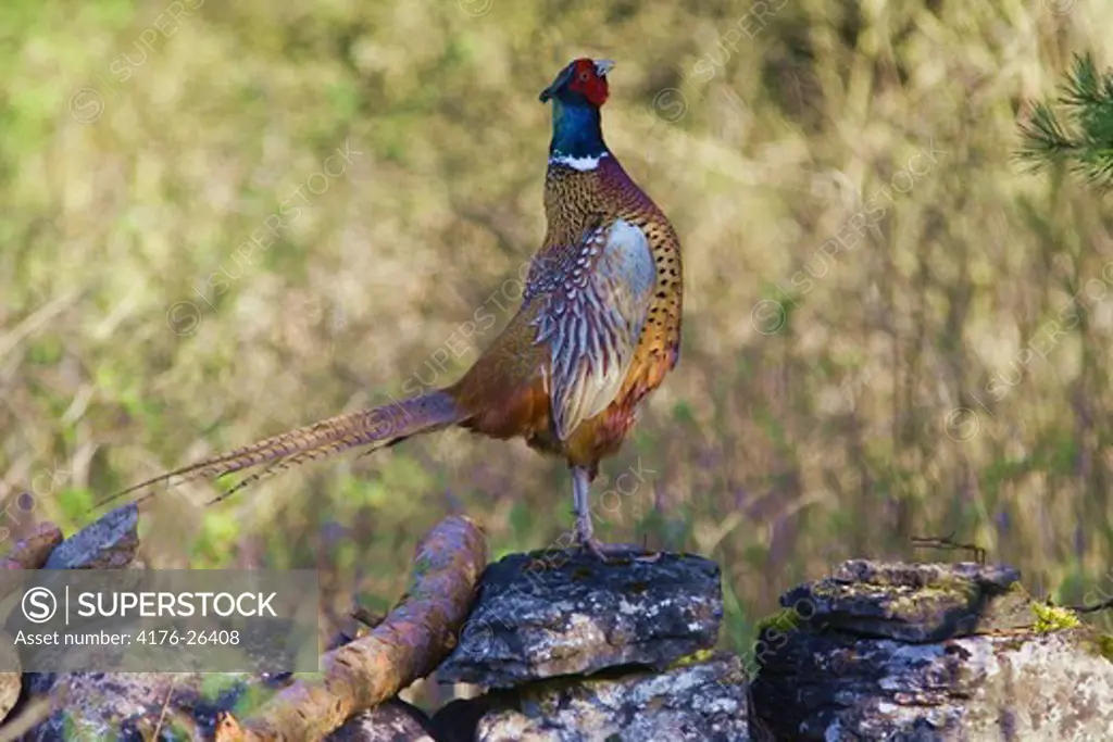 Close-up view of pheasant in a field