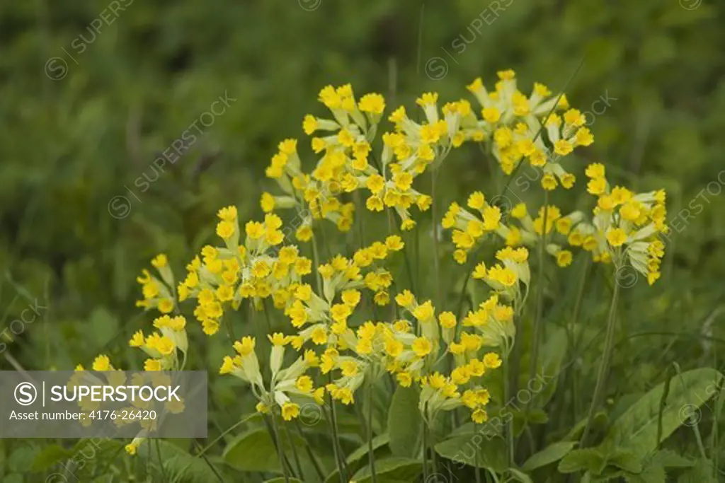 Close up of cowslip flowers