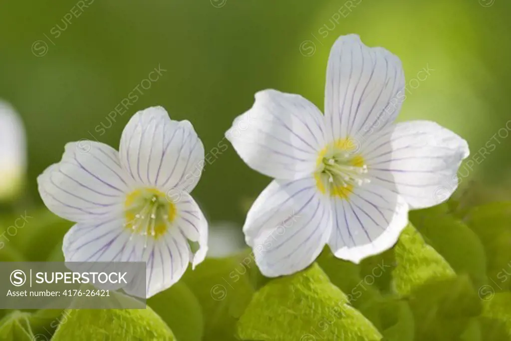Close up of the flowers of Common Wood-sorrel (Oxalis acetosella), Sweden.